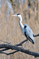 3375 Ardea cinerea (Airone cenerino)